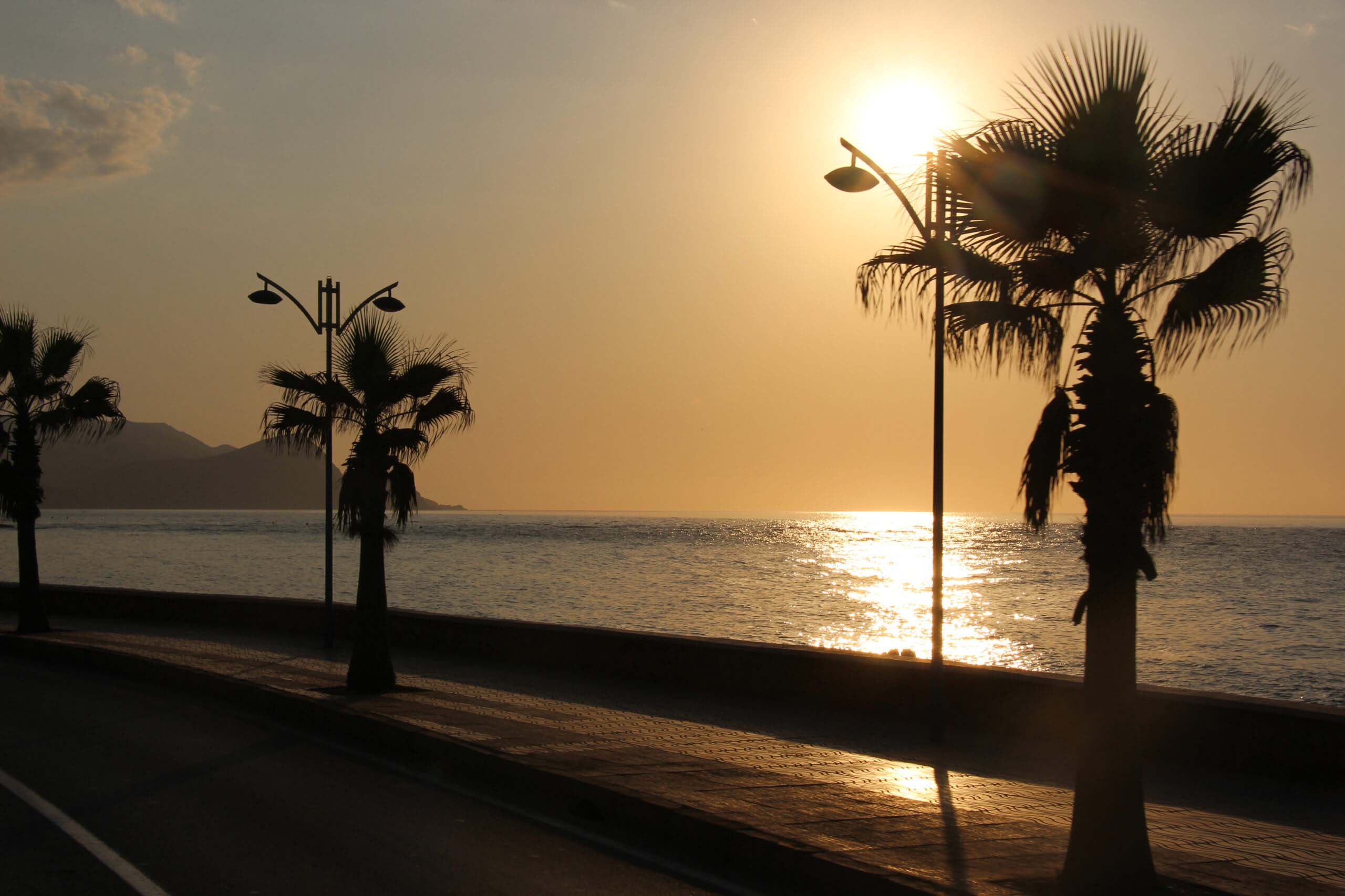 Palmtrees Silhouettes in Al Hoceima’s Embrace